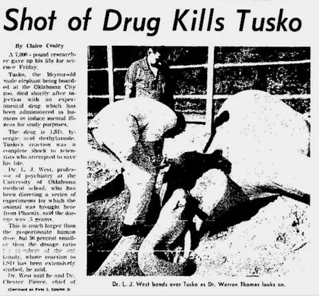 Wycinek z gazety z 1962 roku z tytułem „Shot of Drug Kills Tusko” i zdjęciem lekarza pochylonego nad leżącym słoniem